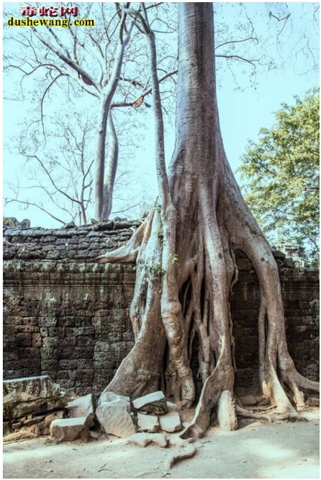 蛇树图片