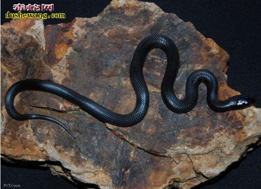 黑王蛇