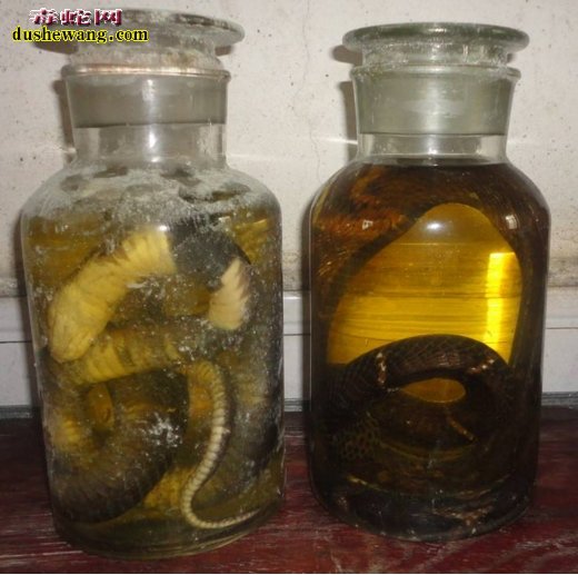 蛇毒酒精 当蛇毒遇到酒精后会怎样?