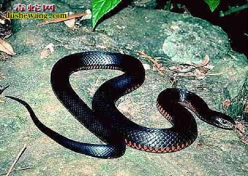 黑蛇代表什么