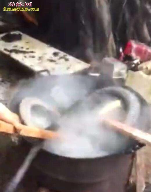暴力:世界上最大毒蛇眼镜王蛇被斩头未死 被丢进沸锅里活煮