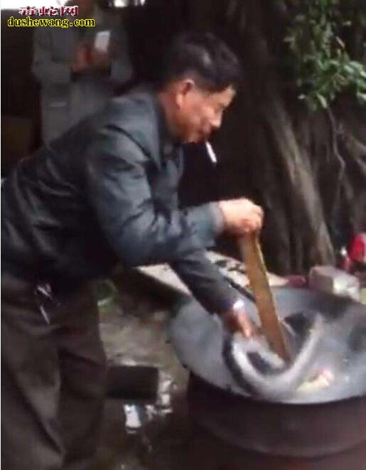 暴力:世界上最大毒蛇眼镜王蛇被斩头未死 被丢进沸锅里活煮