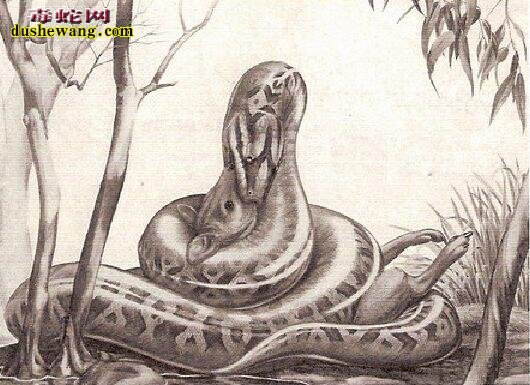 远古六大巨蛇您了解多少 沃那比蛇是最古老的蛇