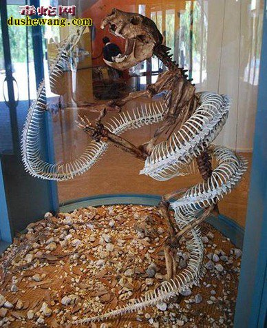 远古六大巨蛇您了解多少 沃那比蛇是最古老的蛇
