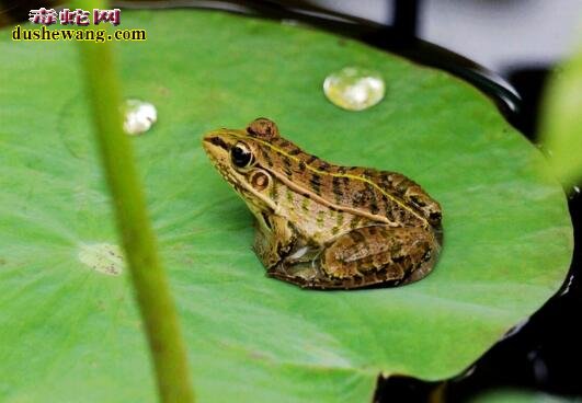 青蛙