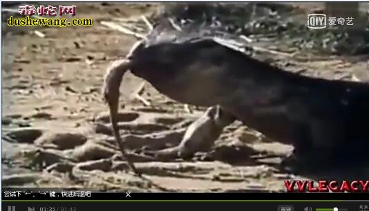 科莫多巨蜥vs眼镜王蛇视频