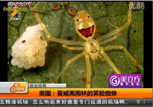 笑脸蜘蛛、人面蜘蛛视频