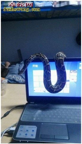 大学生宿舍养蛇