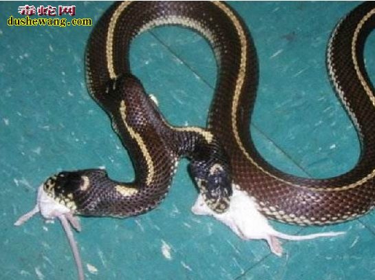 世界上真有双头蛇这种生物吗?