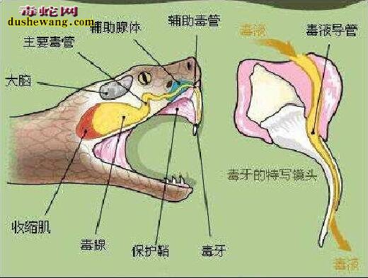 眼镜王蛇苗去毒腺方法