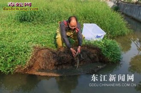 胡春茂水蛇养殖基地