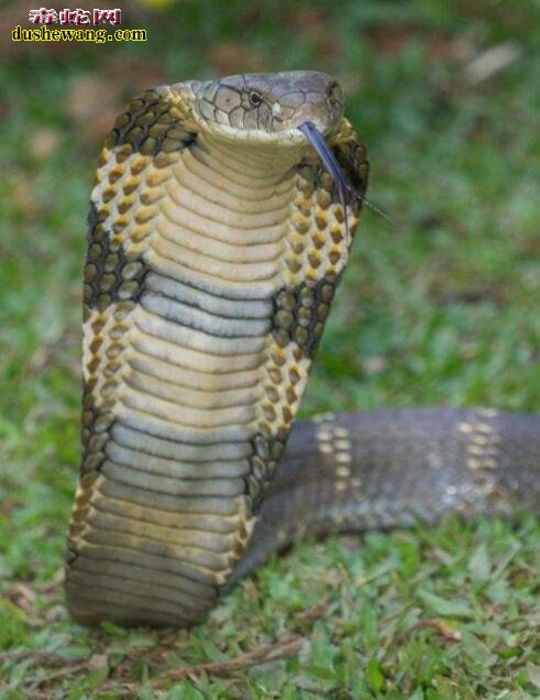 亚洲眼镜王蛇图片5