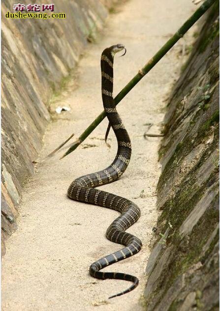 亚洲眼镜王蛇图片6