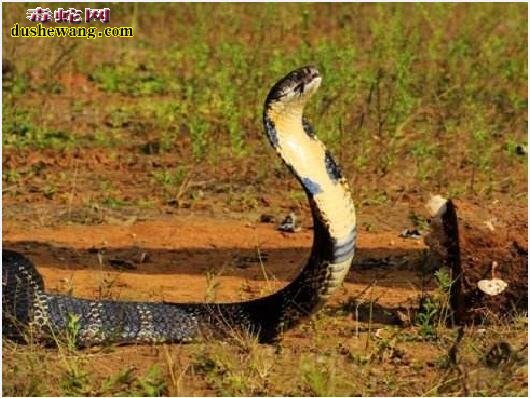 亚洲眼镜王蛇图片8