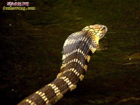 亚洲眼镜王蛇图片10