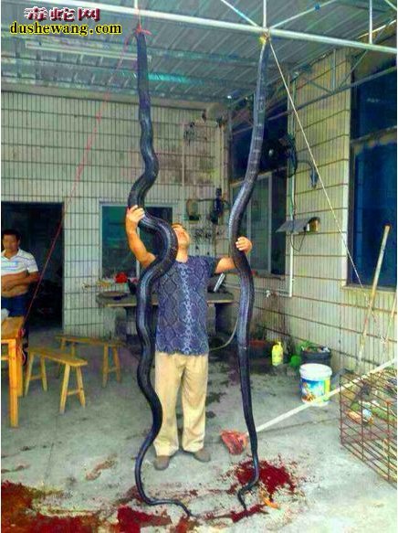 广西最大眼镜王蛇图片3