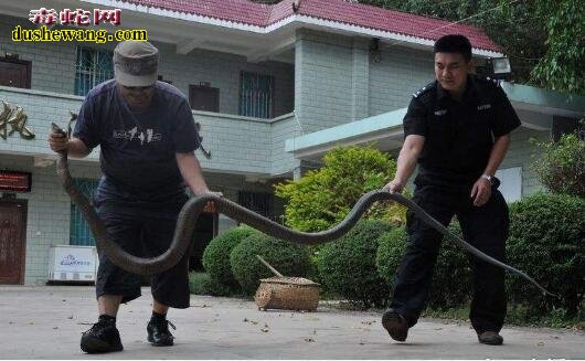 广西最大眼镜王蛇图片4
