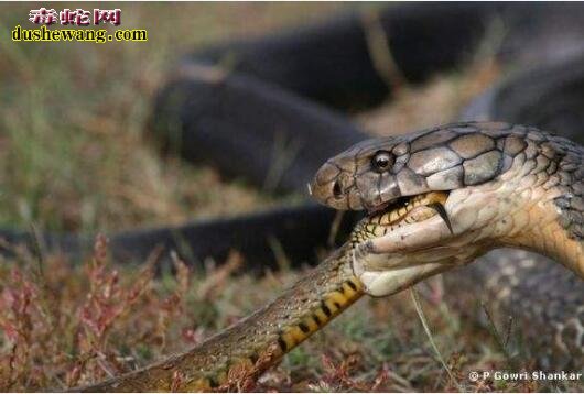 眼镜王蛇凶残图片10