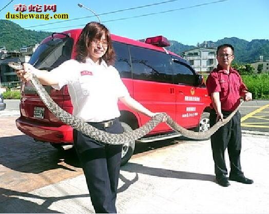 世界上最大的菜花蛇图片5
