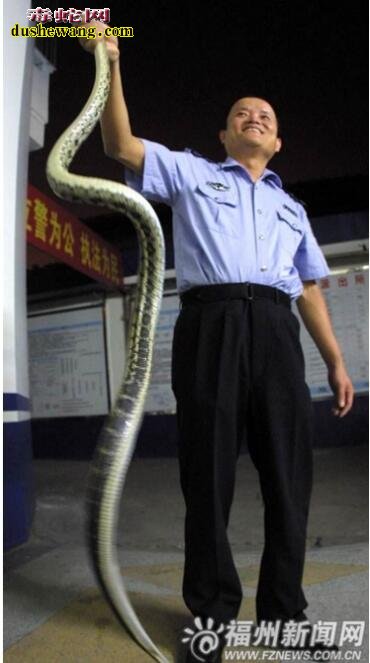 世界上最大的菜花蛇图片1