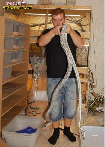 世界上最大的菜花蛇图片2