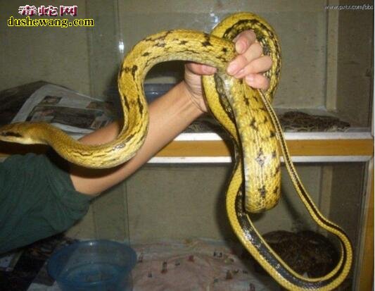 世界上最大的菜花蛇图片8