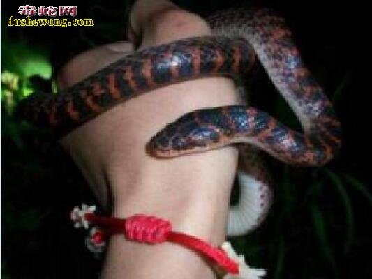 赤练蛇图片10