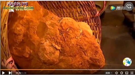 佛山南海首现7000万年前恐龙蛋 佛山多次挖出过恐龙蛋化石