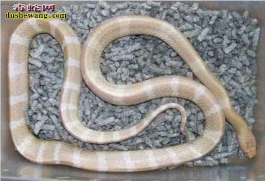 白化银环蛇图片3