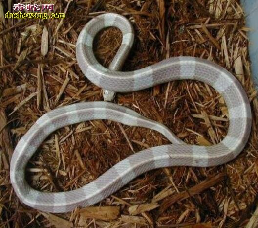 白化银环蛇图片5