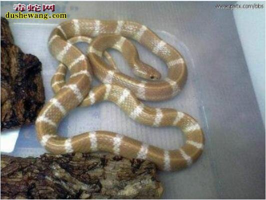 白化银环蛇图片8