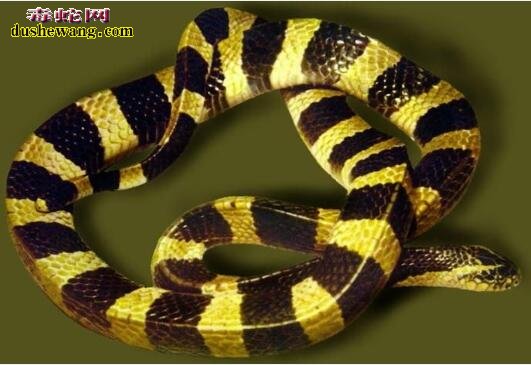 金环蛇种类图片3