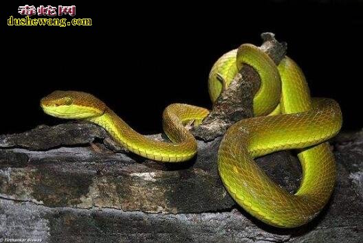 世界上最大的竹叶青蛇图片9