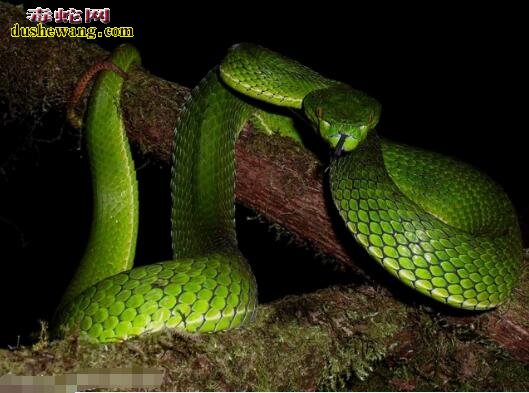 世界上最大的竹叶青蛇图片6