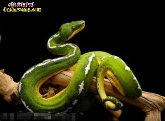 巨型竹叶青蛇图片10
