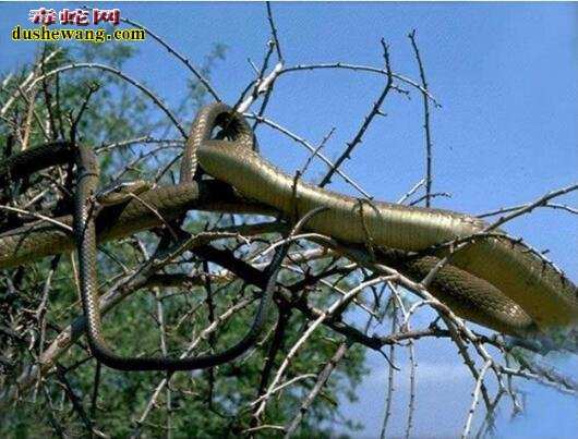 黑曼巴蛇爬树图片1