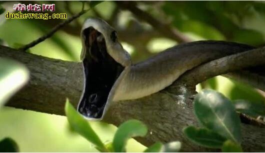 黑曼巴蛇爬树图片5