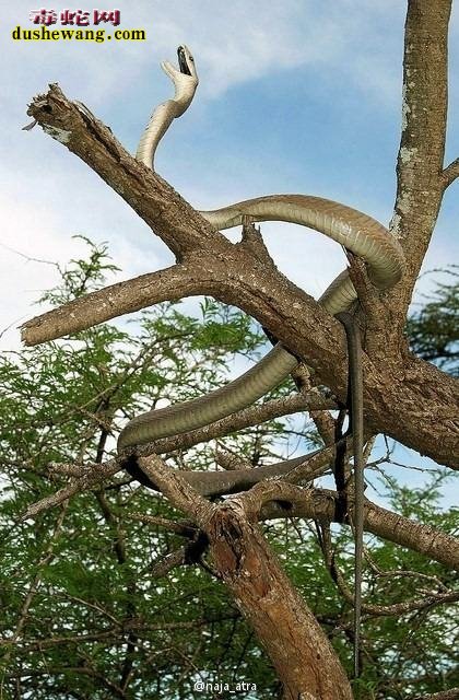 黑曼巴蛇爬树图片9