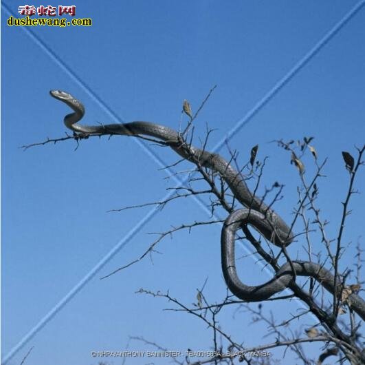 黑曼巴蛇爬树图片8