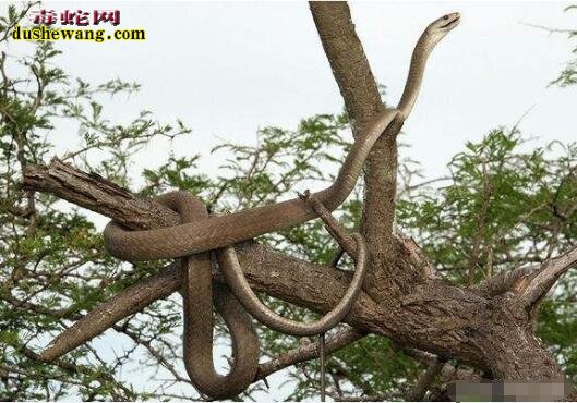 黑曼巴蛇爬树图片10