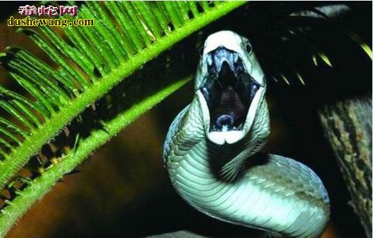 黑曼巴蛇最美图片10