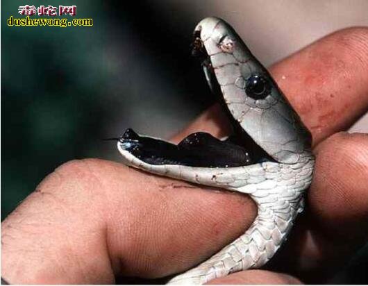 黑曼巴蛇最美图片8