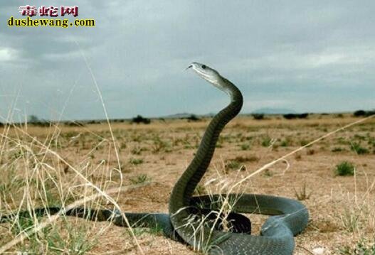 黑曼巴蛇最美图片7