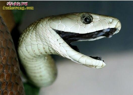 黑曼巴蛇最美图片6
