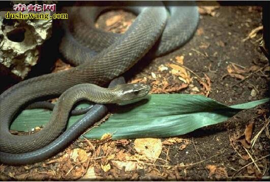 黑曼巴蛇最美图片2