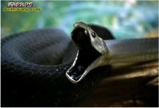 黑曼巴蛇最美图片1