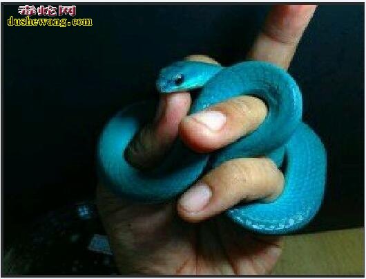 蓝色翠青蛇图片1