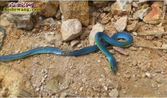 蓝色翠青蛇图片3