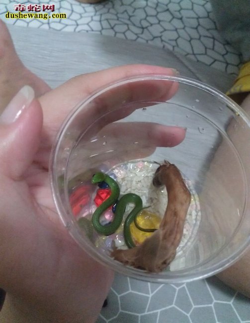 翠青蛇苗图片8