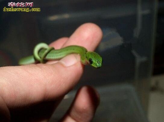 翠青蛇幼体图片1